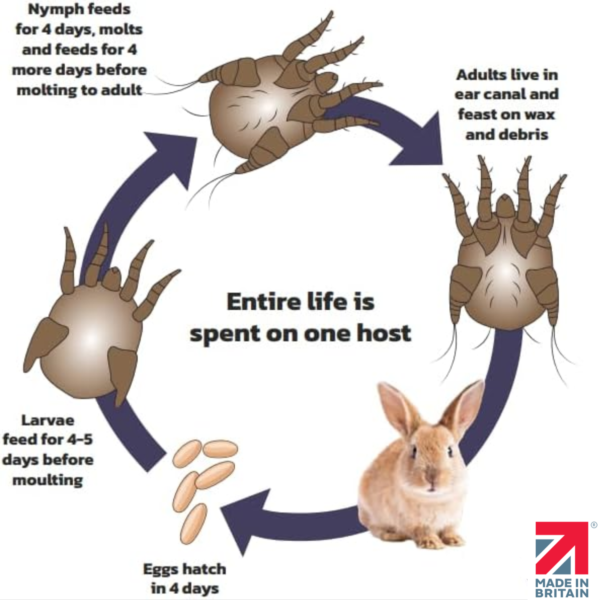 Life Cycle Using Rats Mite Treatment For Hamsters, Gerbils, Mice and Rats