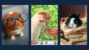 Funny guinea pigs representing the blog about guinea pig mite treatment