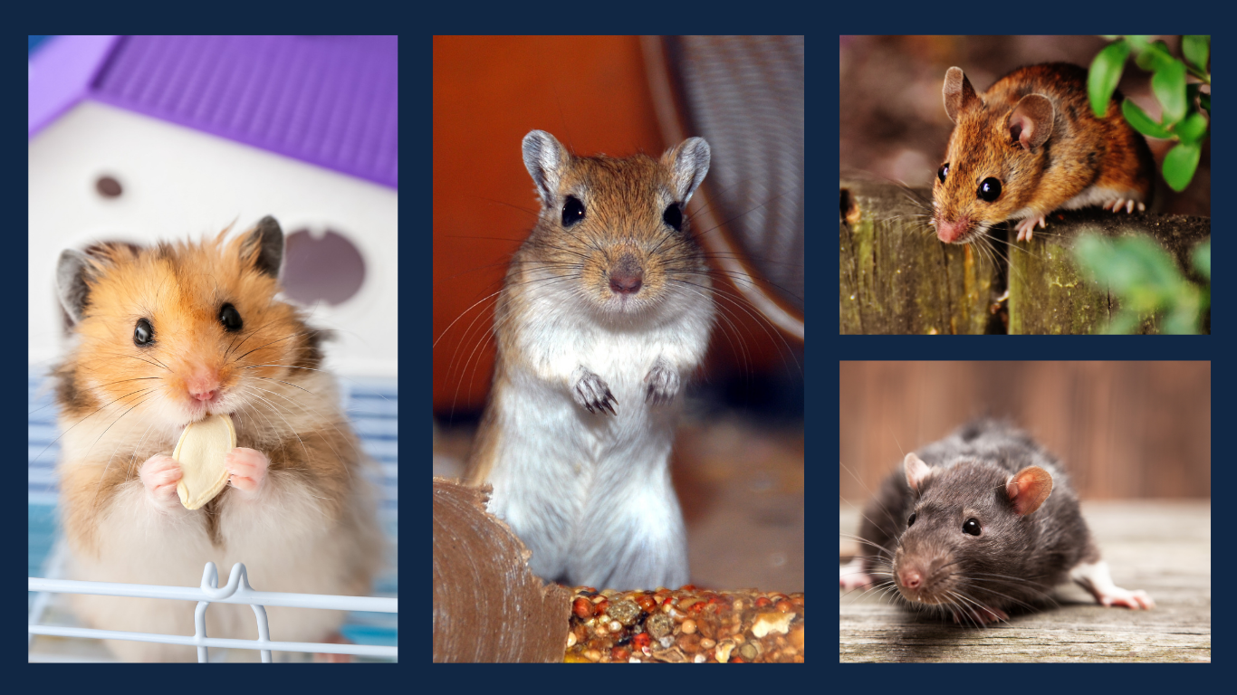 Naqua Ltd Mite Treatment for Hamsters, Gerbils, Mice & Rats