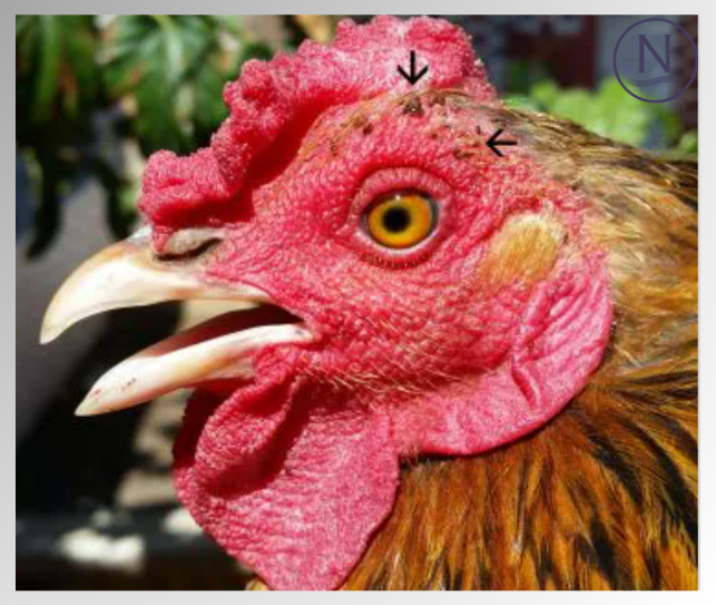 Chicken image for Chicken Health Blog