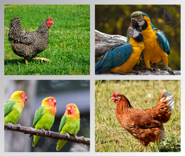 5. How do I know if my Bird or Chicken has Feather Mites? blog image