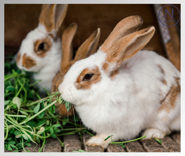 What are Rabbit Ear Mite Symptoms? Naqua Ltd