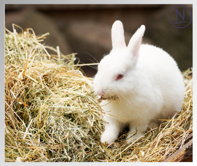 Can rabbits get mites from hay? Naqua Ltd