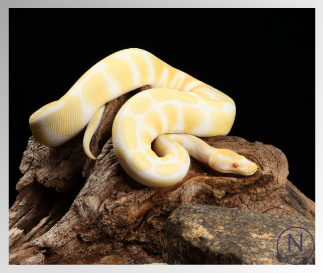 How do i treat snake mites blog image