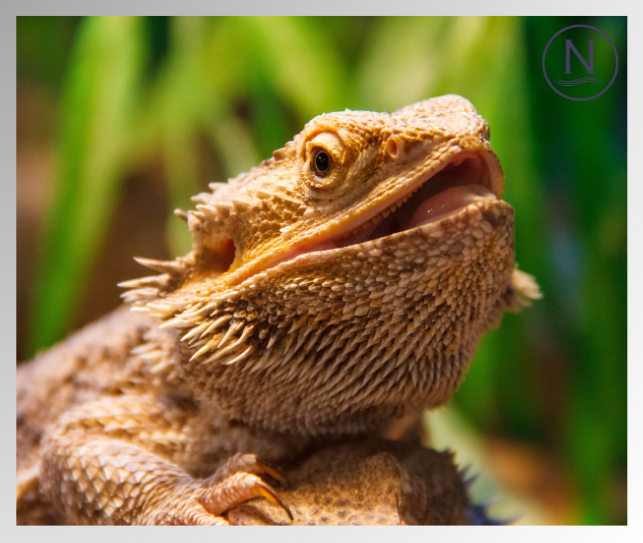 What Parasites affect Bearded Dragons? Naqua Ltd