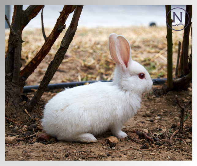 rabbit image for what are rabbit ear mites blog