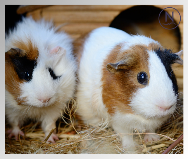 Can Guinea Pigs Get Fleas? Naqua Ltd