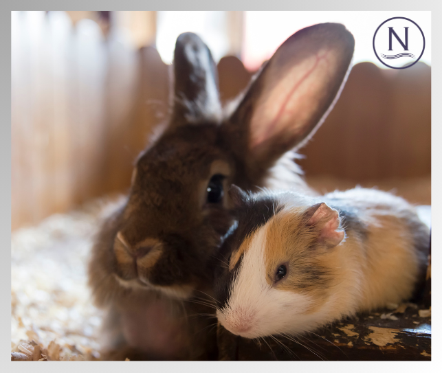 Are Rabbit or Guinea Pig Fleas Dangerous to humans? Naqua Ltd