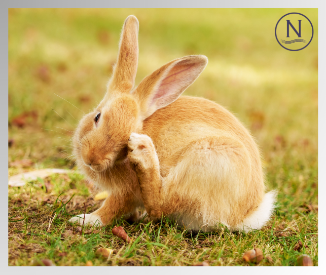 How does my rabbit get mites? Naqua Ltd