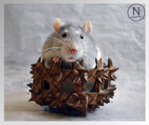 Rat image for mites in rats blog