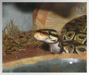 Where do Snake Mites come from? blog image