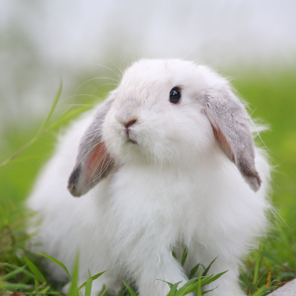 Rabbit mite treatment